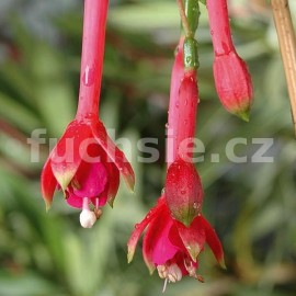fuchsie Walz Trommel - Fuchsia Walz Trommel