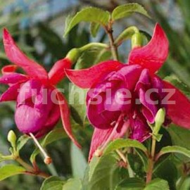 fuchsie Feichtberg Bua - Fuchsia Feichtberg Bua