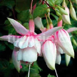 fuchsie Mancunian - Fuchsia Mancunian