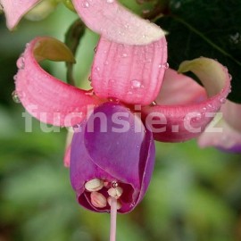 fuchsie Denise - Fuchsia Denise