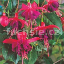 fuchsie Hang Dollar Pricnes - Fuchsia Hang Dollar Pricnes