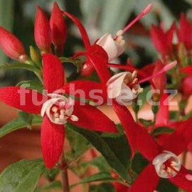fuchsie Diva Red/White - Fuchsia Diva Red/White