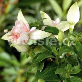fuchsie Diva White/White - Fuchsia Diva White/White