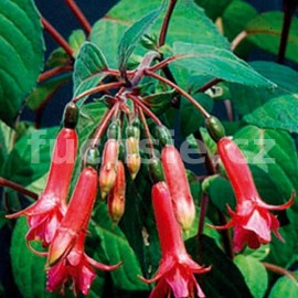 fuchsie Phaidra - Fuchsia Phaidra