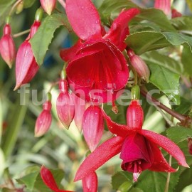 fuchsie Granat - Fuchsia Granat