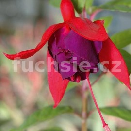 fuchsie Royal Purple - Fuchsia Royal Purple