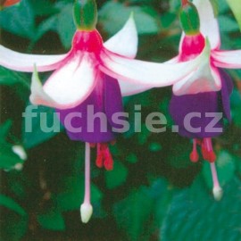 fuchsie Angie - Fuchsia Angie