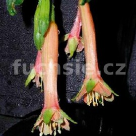 fuchsie Lechlade Martiness - Fuchsia Lechlade Martiness