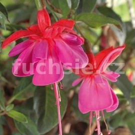 fuchsie Susan - Fuchsia Susan