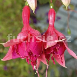 fuchsie Montezuna - Fuchsia Montezuna