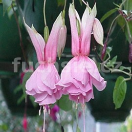 fuchsie Julia Horton - Fuchsia Julia Horton