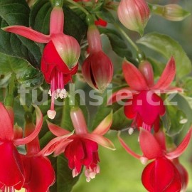 fuchsie Paulus - Fuchsia Paulus