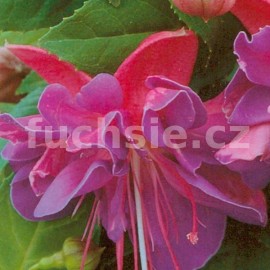 fuchsie Gilian Anthea - Fuchsia Gilian Anthea