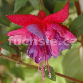 fuchsie Philipp - Fuchsia Philipp