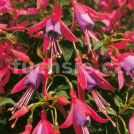 fuchsie Minuet Rot Blau - Fuchsia Minuet Rot Blau
