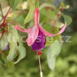 fuchsie Ambasador - Fuchsia Ambasador
