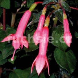fuchsie Billy Green - Fuchsia Billy Green