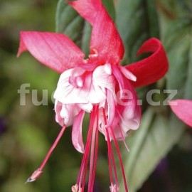 fuchsie Therige do Mricourt - Fuchsia Therige do Mricourt