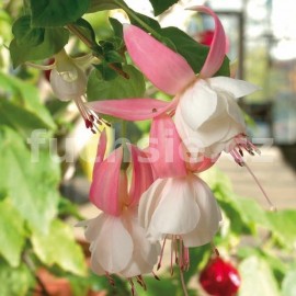 fuchsie Annabel Stubbs - Fuchsia Annabel Stubbs