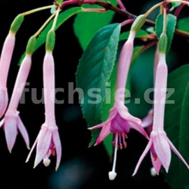 fuchsie Roger de Cooker - Fuchsia Roger de Cooker