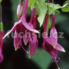 fuchsie Arend Moerman - Fuchsia Arend Moerman