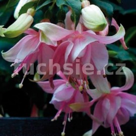 fuchsie Pink Cloud - Fuchsia Pink Cloud