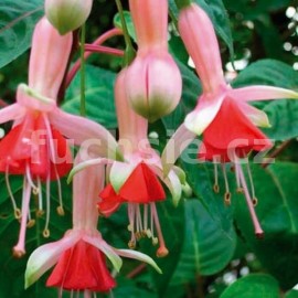 fuchsie Northilda - Fuchsia Northilda