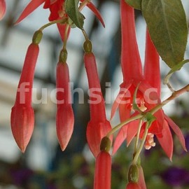fuchsie Brian de Morison - Fuchsia Brian de Morison