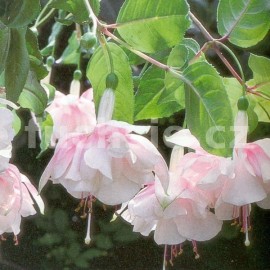 fuchsie Devonshire Dumpling - Fuchsia Devonshire Dumpling