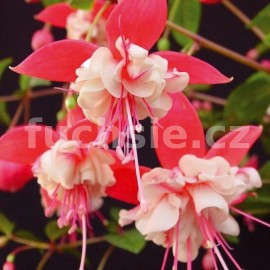 fuchsie Nieder - Fuchsia Nieder