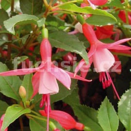 fuchsie Salsa - Fuchsia Salsa