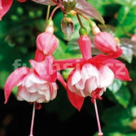 fuchsie Vikar Mraz - Fuchsia Vikar Mraz