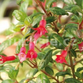 fuchsie Jan Van Erp - Fuchsia Jan Van Erp