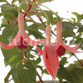 fuchsie De Groot's Morgenrood - Fuchsia De Groot's Morgenrood
