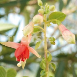 fuchsie Frauke - Fuchsia Frauke