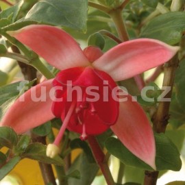 fuchsie Tamarus Toerako - Fuchsia Tamarus Toerako