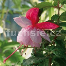 fuchsie Gypsy Girl - Fuchsia Gypsy Girl