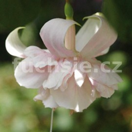 fuchsie White Marshmalow - Fuchsia White Marshmalow