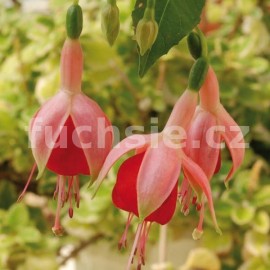 fuchsie Santa Monica - Fuchsia Santa Monica