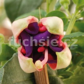 fuchsie Helma - Fuchsia Helma
