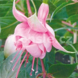 fuchsie Linda Goulding - Fuchsia Linda Goulding