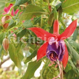 fuchsie Laura (Martin) - Fuchsia Laura (Martin)