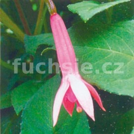 fuchsie Menegger - Fuchsia Menegger