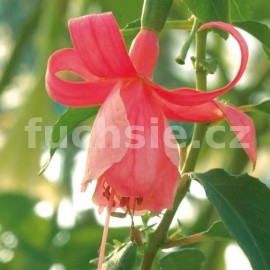fuchsie Edna W. Smith - Fuchsia Edna W. Smith