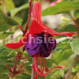 fuchsie Charlie A. Remnat - Fuchsia Charlie A. Remnat