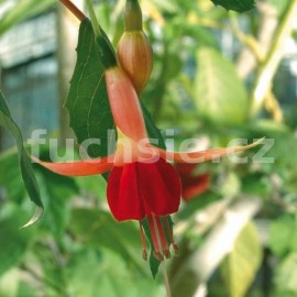 fuchsie Inferno - Fuchsia Inferno