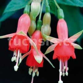 fuchsie Chang - Fuchsia Chang