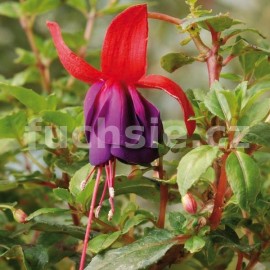 fuchsie Euro Princes - Fuchsia Euro Princes