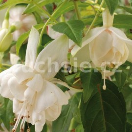 fuchsie Jef van der Kuylen - Fuchsia Jef van der Kuylen
