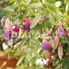 fuchsie Libelii - Fuchsia Libelii